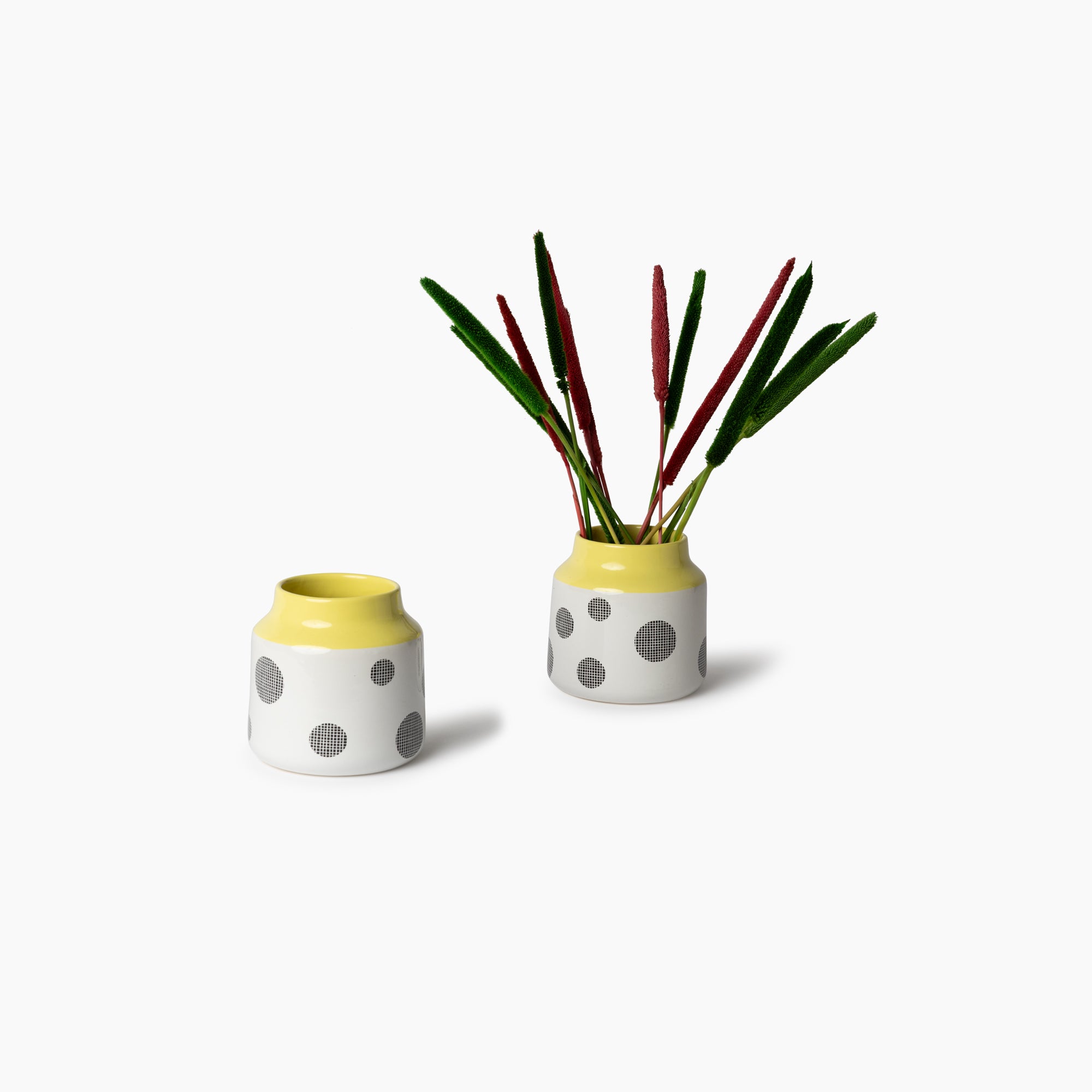 Gypsy Dried Pampas Grass