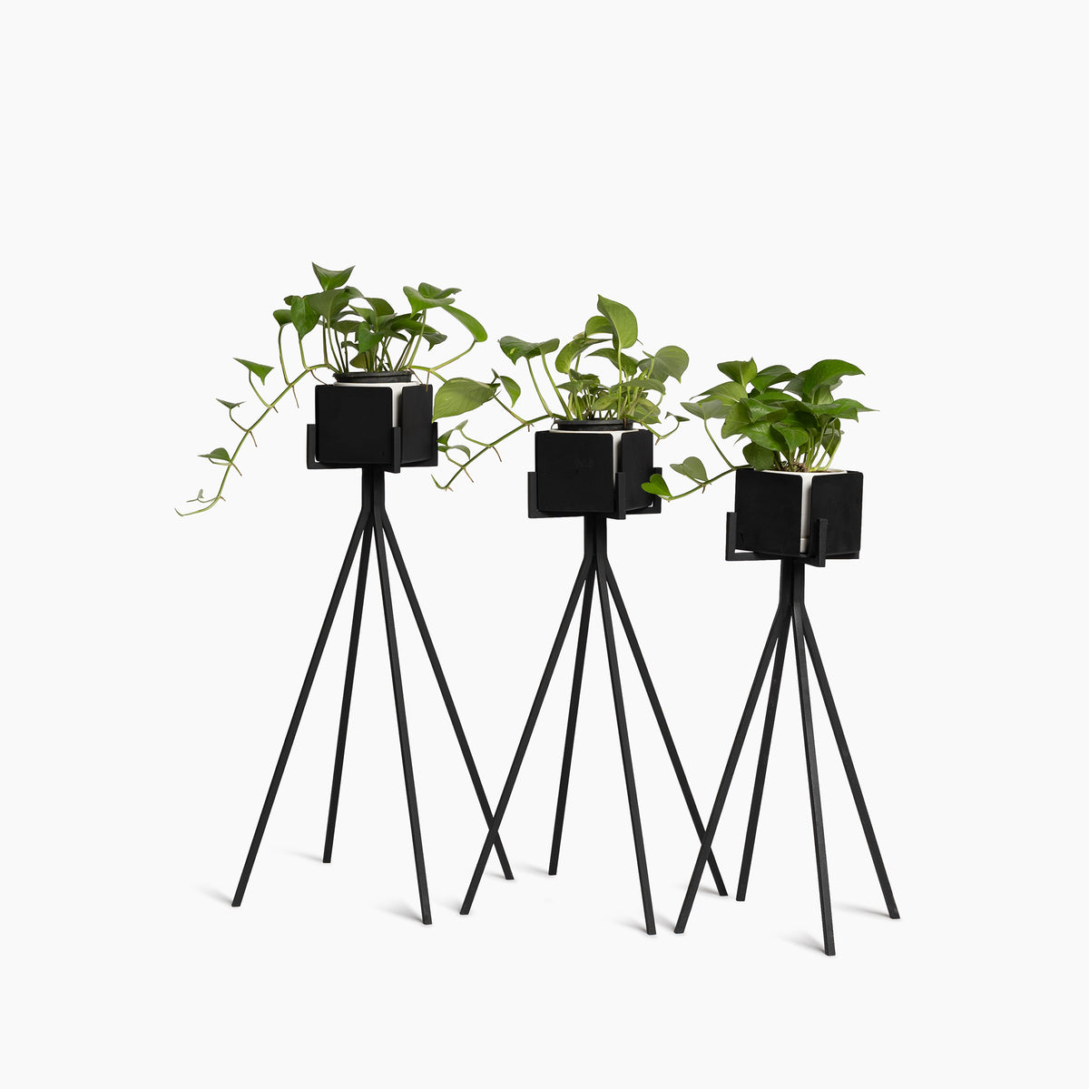Splash Plant Stand (Set of 3)